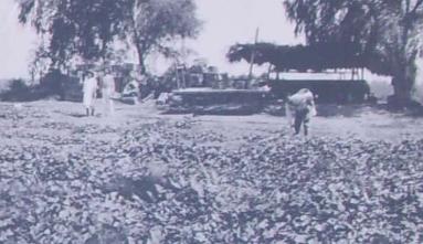 farm workers on farm